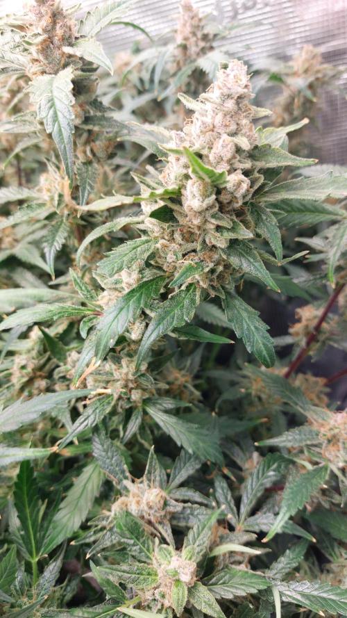 Gorilla Cookies Auto. Week 17