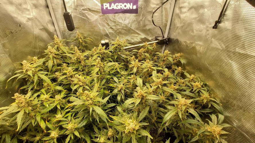 Gorilla Cookies Auto. Week 17