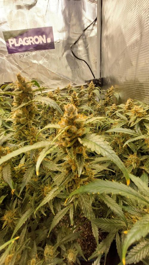 Gorilla Cookies Auto. Week 17