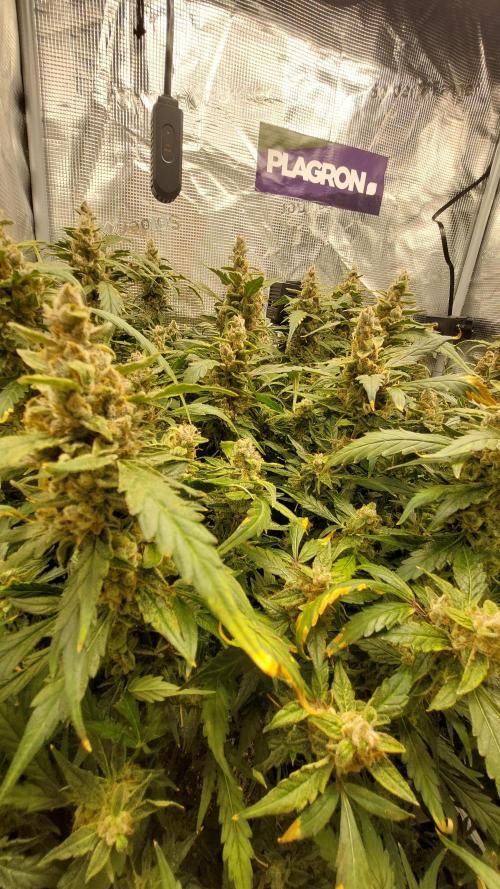 Gorilla Cookies Auto. Week 17