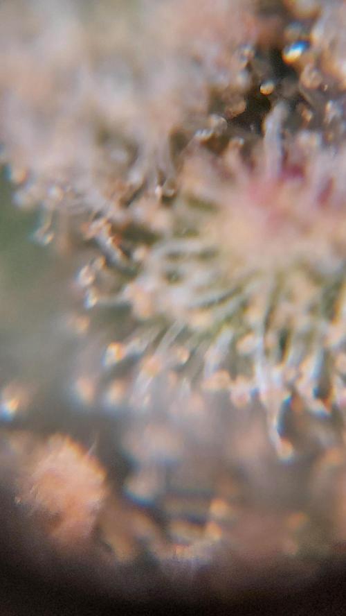 Gorilla Cookies Auto. Week 17