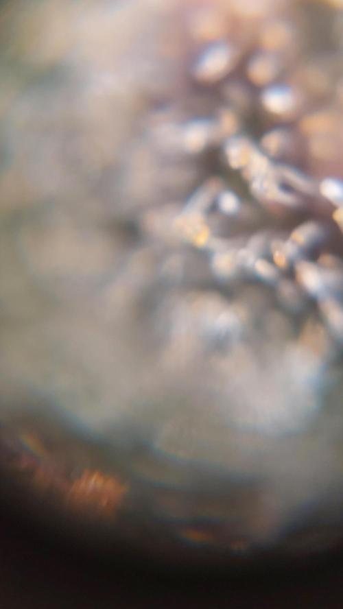 Gorilla Cookies Auto. Week 17