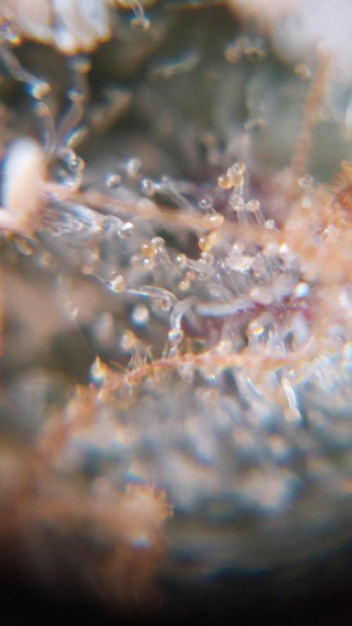 Gorilla Cookies Auto. Week 17