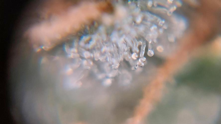 Gorilla Cookies Auto. Week 17