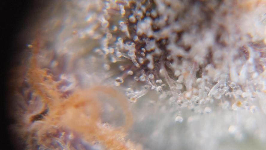 Gorilla Cookies Auto. Week 17