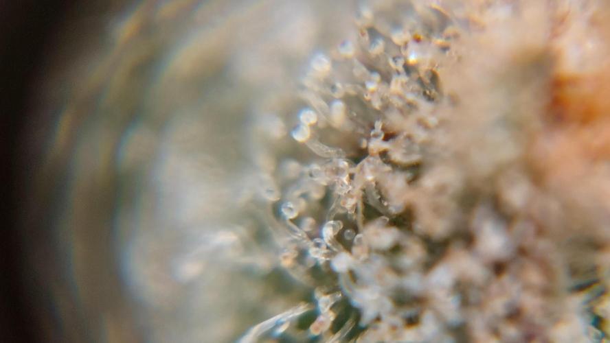 Gorilla Cookies Auto. Week 17