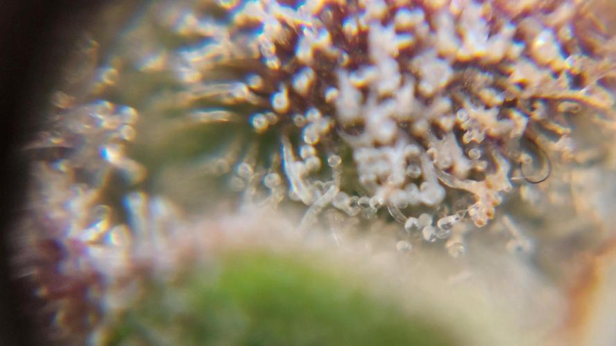 Gorilla Cookies Auto. Week 17