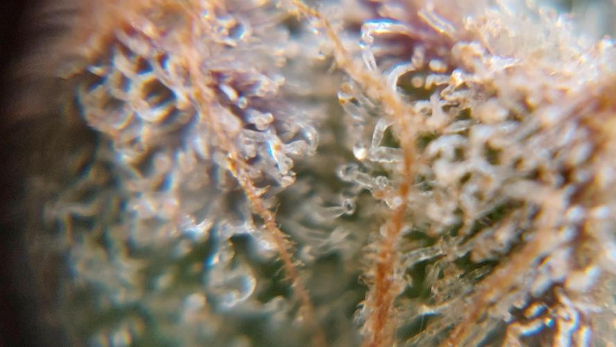 Gorilla Cookies Auto. Week 17