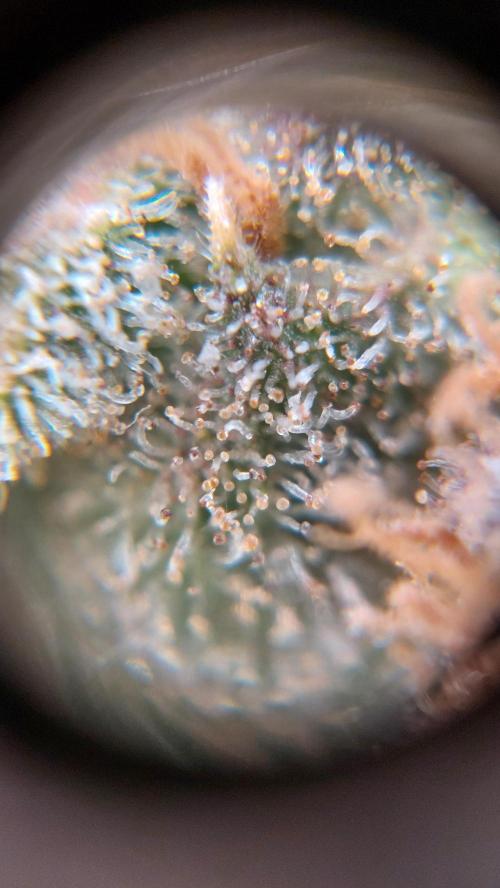 Gorilla Cookies Auto. Week 17