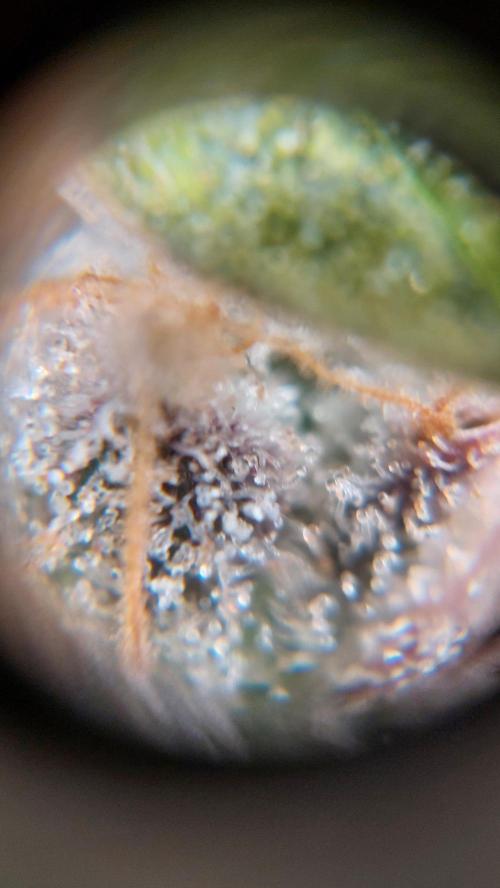 Gorilla Cookies Auto. Week 17