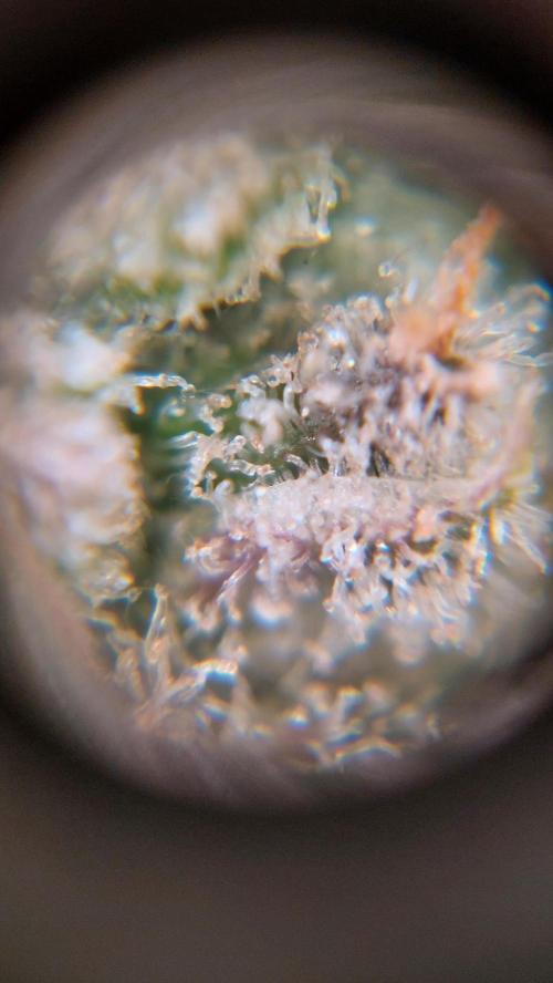 Gorilla Cookies Auto. Week 17