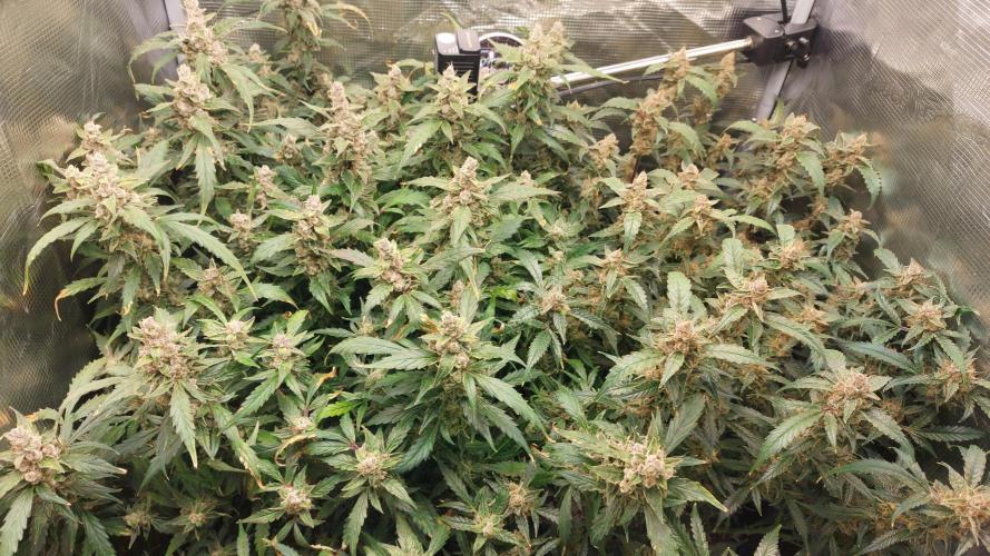 Gorilla Cookies Auto. Week 17