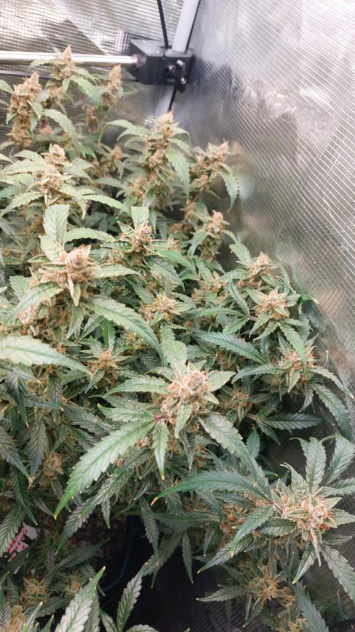 Gorilla Cookies Auto. Week 17