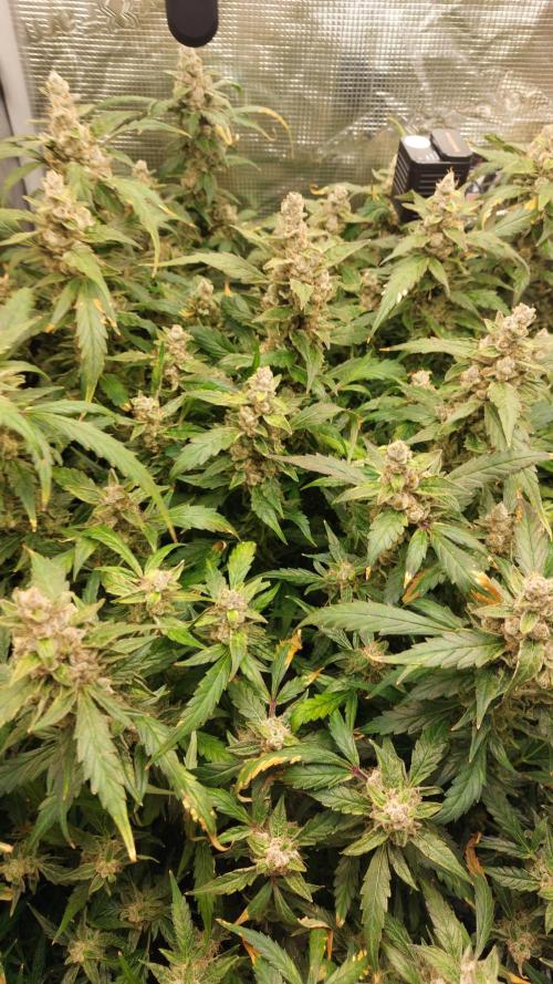 Gorilla Cookies Auto. Week 17