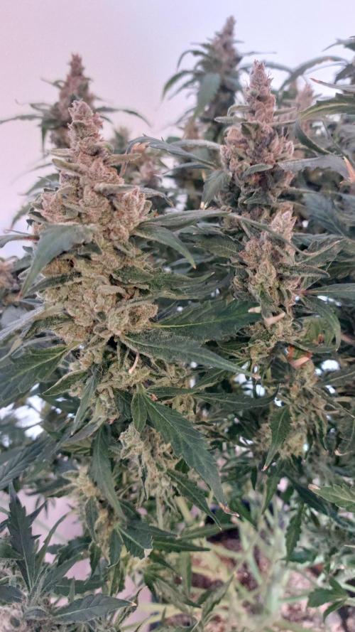 Gorilla Cookies Auto. Week 18