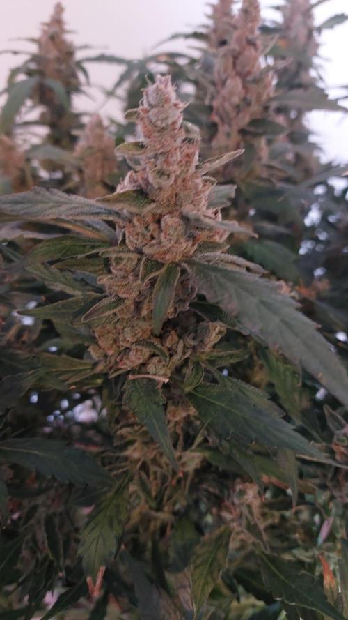 Gorilla Cookies Auto. Week 18