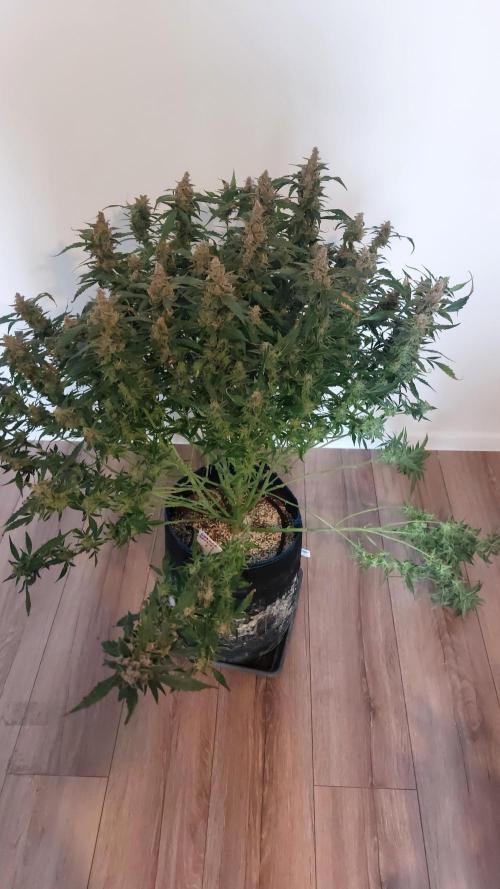 Gorilla Cookies Auto. Week 18