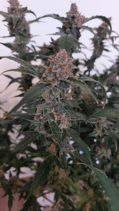 Gorilla Cookies Auto. Week 18