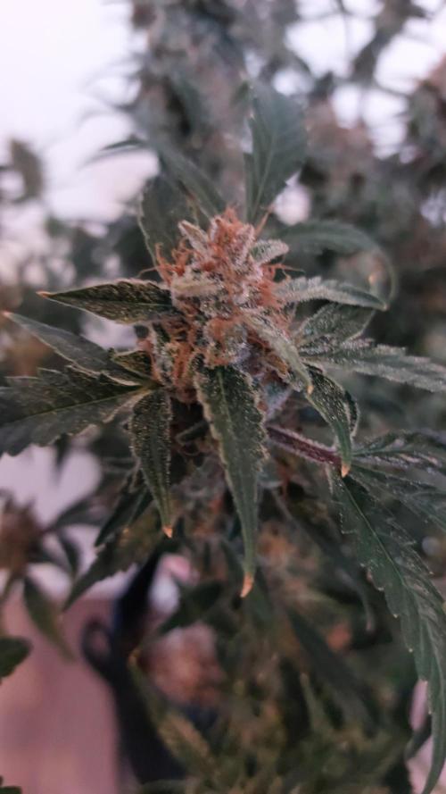 Gorilla Cookies Auto. Week 18