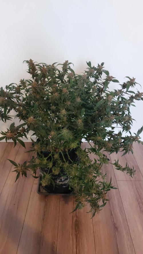 Gorilla Cookies Auto. Week 18