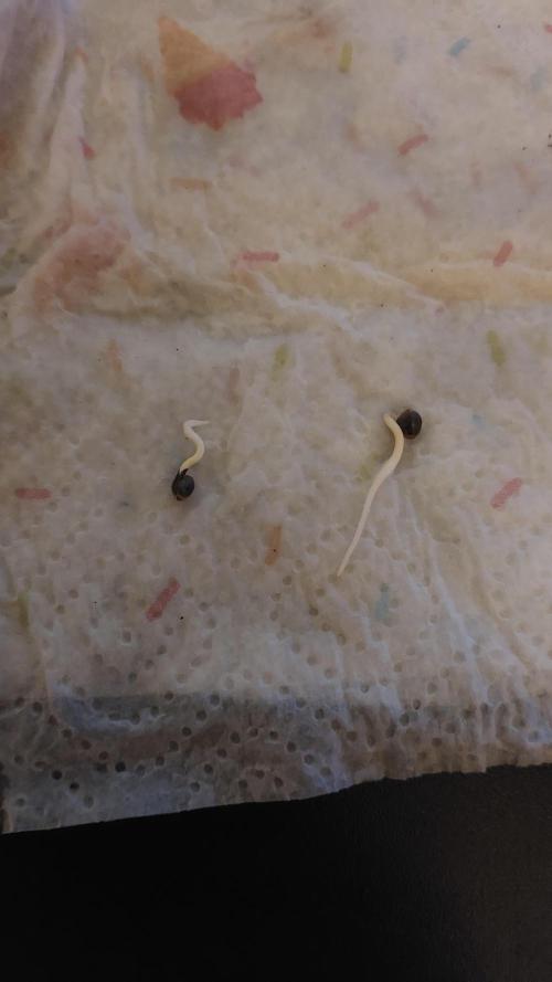 Sticky Broccoli Auto. Week 0