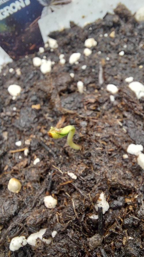 Sticky Broccoli Auto. Week 0