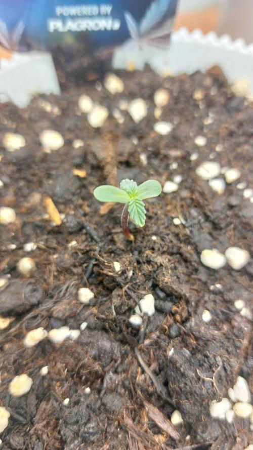 Sticky Broccoli Auto. Week 0