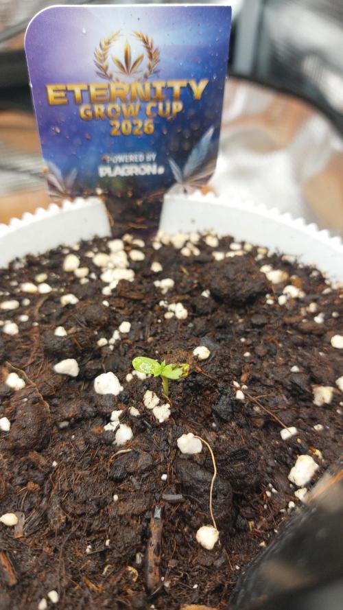 Sticky Broccoli Auto. Week 1
