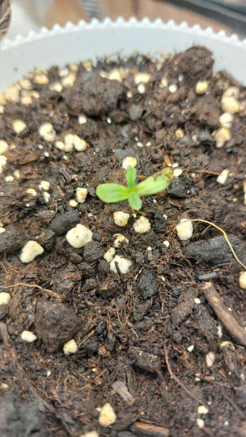 Sticky Broccoli Auto. Week 1