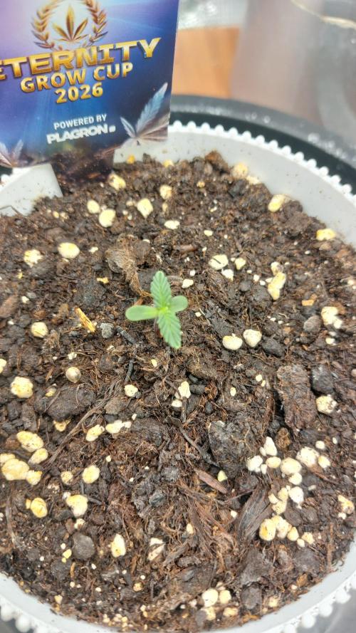 Sticky Broccoli Auto. Week 1