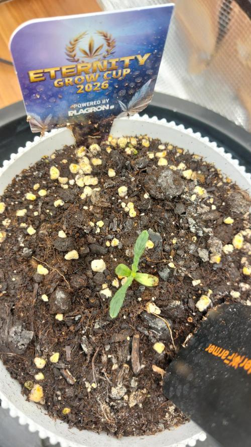 Sticky Broccoli Auto. Week 1