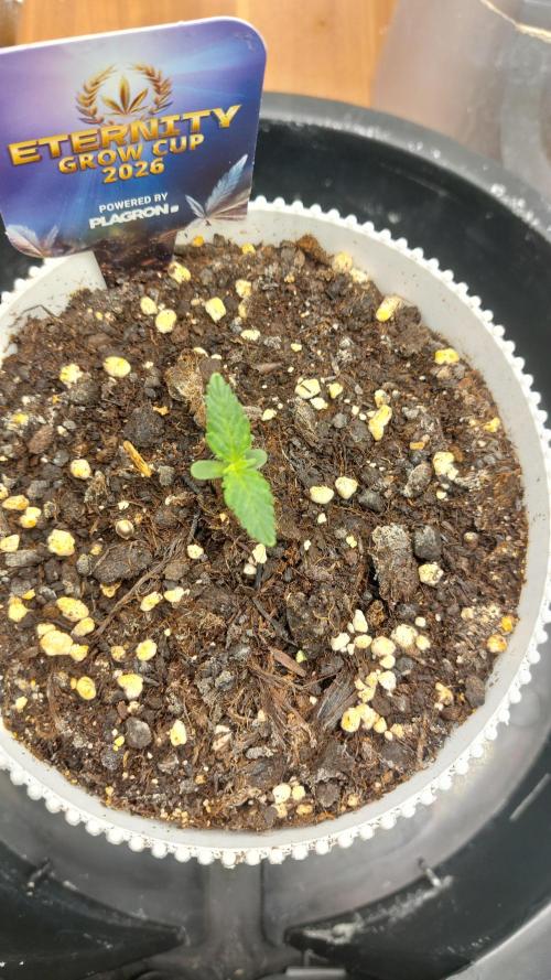 Sticky Broccoli Auto. Week 1