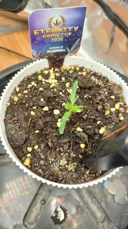 Sticky Broccoli Auto. Week 2