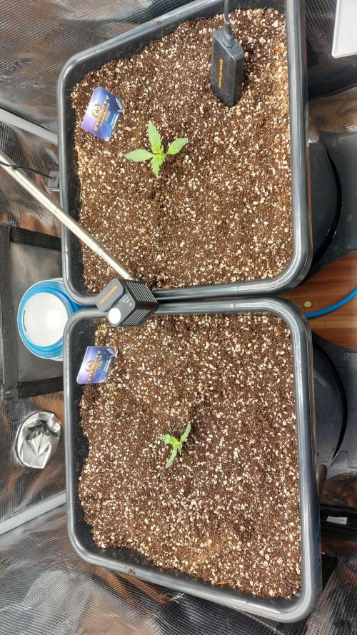 Sticky Broccoli Auto. Week 2