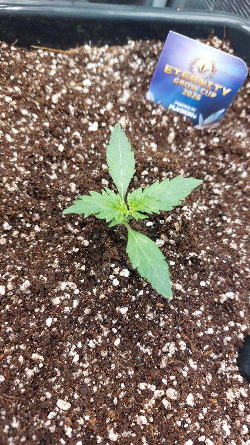 Sticky Broccoli Auto. Week 2