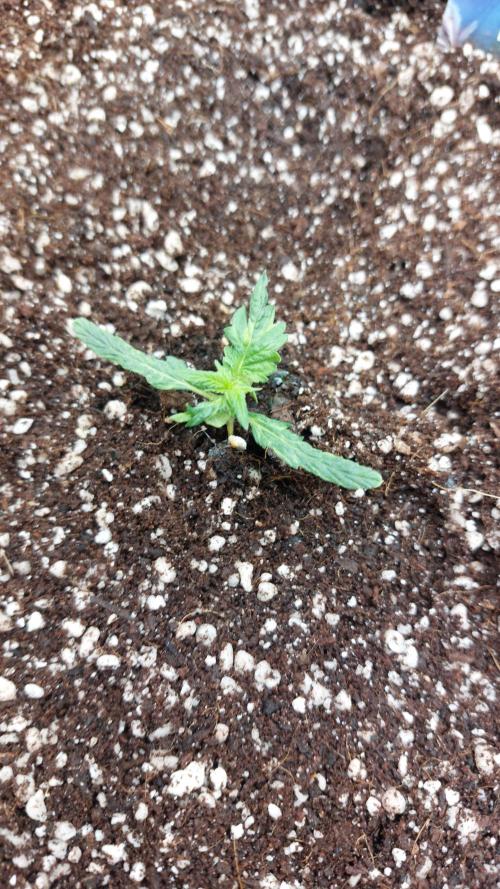 Sticky Broccoli Auto. Week 2