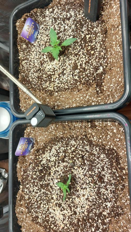 Sticky Broccoli Auto. Week 2