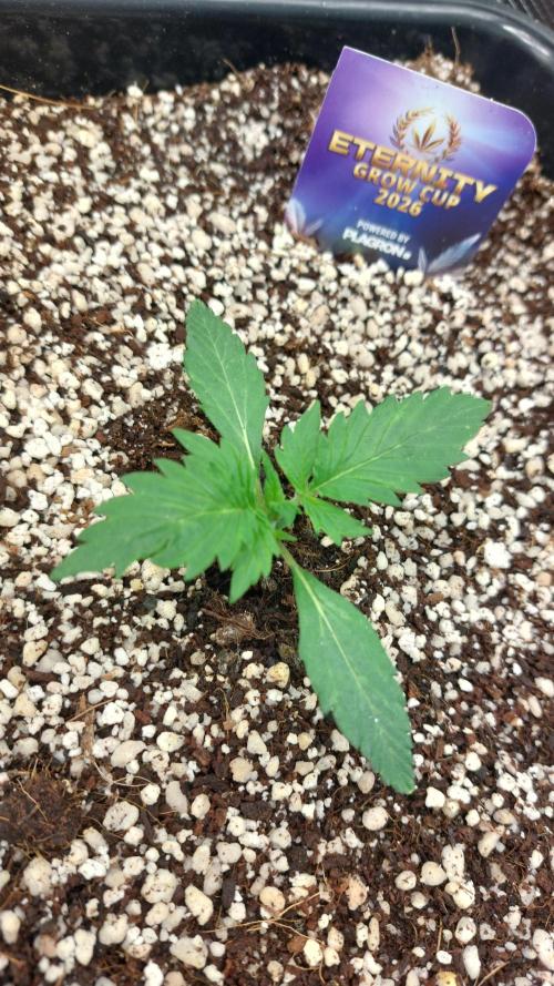 Sticky Broccoli Auto. Week 2