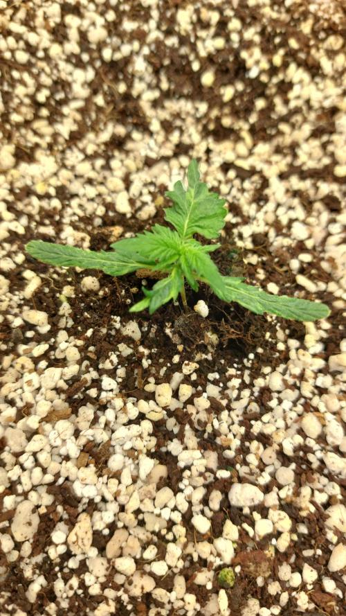 Sticky Broccoli Auto. Week 2