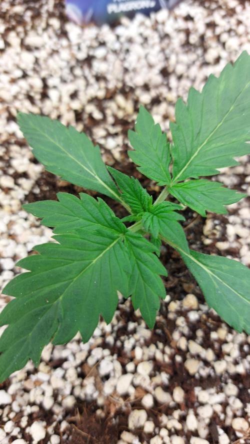 Sticky Broccoli Auto. Week 2