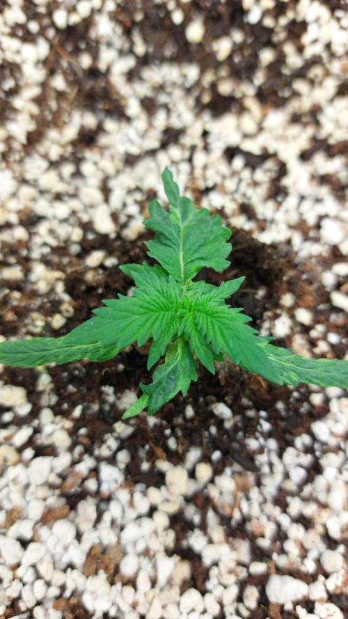 Sticky Broccoli Auto. Week 2