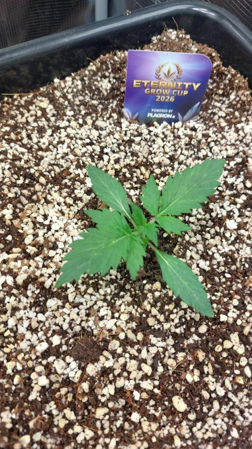 Sticky Broccoli Auto. Week 2