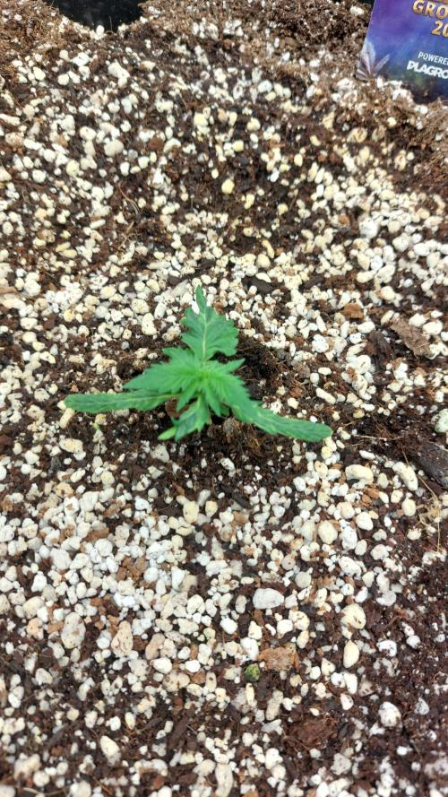 Sticky Broccoli Auto. Week 2