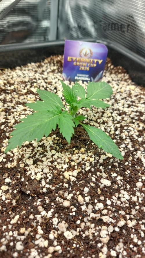 Sticky Broccoli Auto. Week 3