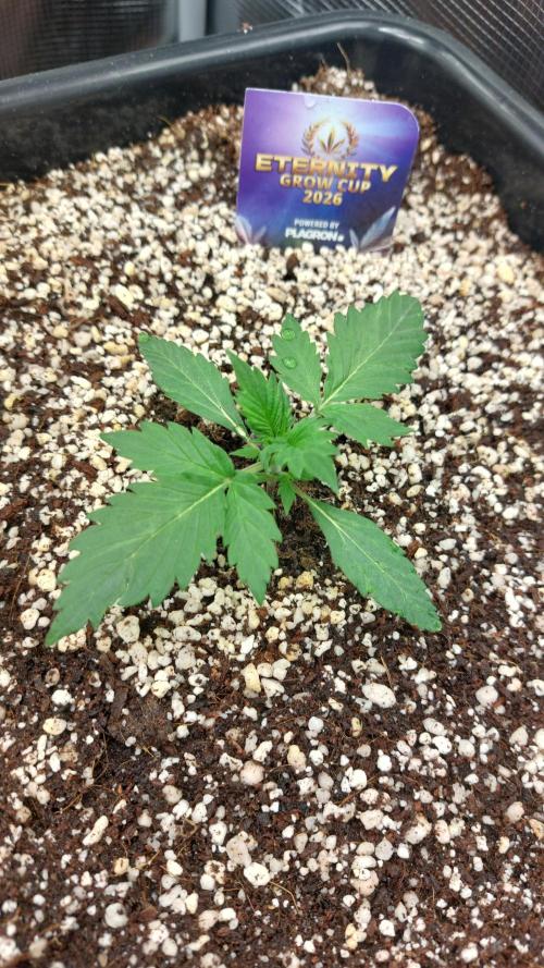 Sticky Broccoli Auto. Week 3