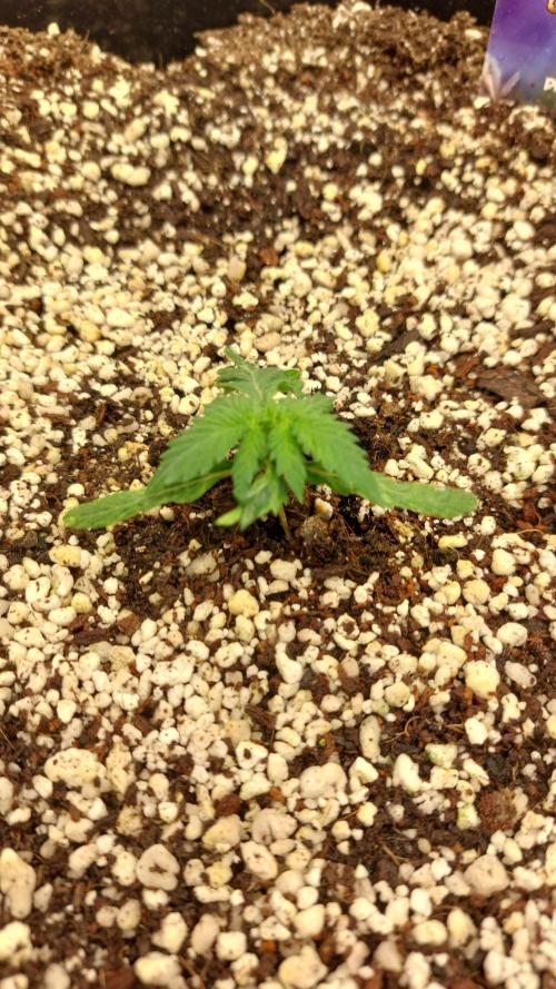 Sticky Broccoli Auto. Week 3