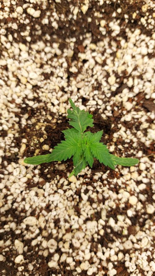 Sticky Broccoli Auto. Week 3