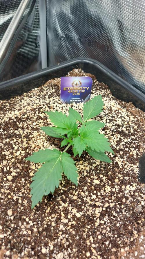 Sticky Broccoli Auto. Week 3