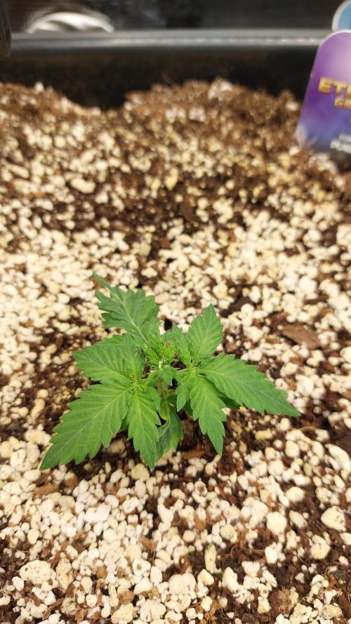 Sticky Broccoli Auto. Week 3