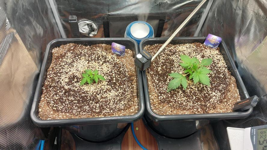 Sticky Broccoli Auto. Week 3